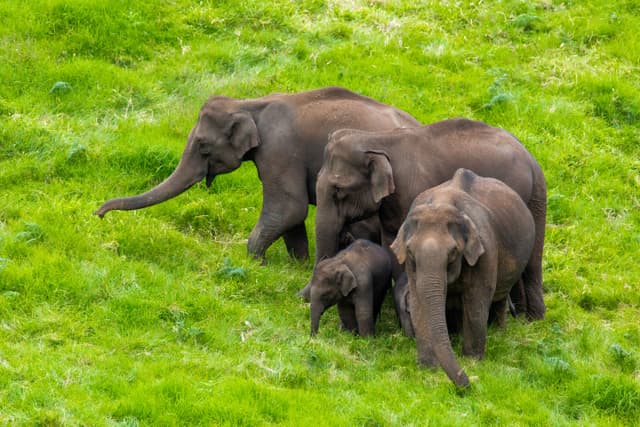 Elephant Family